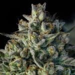 Mac Dawg XXL Auto by Silent Seeds