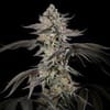 Cherry Essence Feminised by Silent Seeds