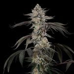 Cherry Essence Feminised by Silent Seeds