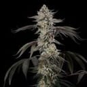 Cherry Essence Feminised by Silent Seeds