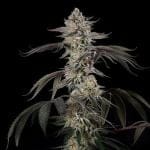 Cherry Essence Feminised by Silent Seeds