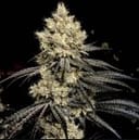 Pillows R1 by Ethos Genetics