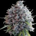Killer A5 Haze Regular by Ace Seeds