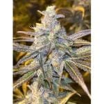 Frozen Biscotti Feminised by Dutch Passion