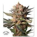 Frozen Biscotti Auto by Dutch Passion