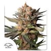 Frozen Biscotti Auto by Dutch Passion