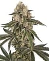 Sunset Peach Feminised by Sensi Seeds