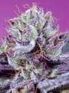 Diablo's Delight XL Auto strain by Sweet Seeds