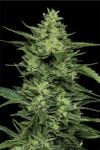 Limez Feminised strain by Humboldt Seed Company