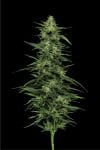 Limez Feminised strain by Humboldt Seed Company