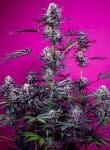 Studio 54 Stardust Auto by Sweet Seeds