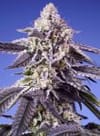 Permanent Jealousy XL Auto by Sweet Seeds
