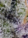 Pineapple Slush XL Auto by Sweet Seeds