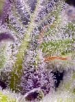 Monster Maker strain by Sweet Seeds