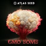 GMO Bomb Fast strain by Atlas Seed