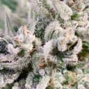 GMO Bomb Fast strain by Atlas Seed