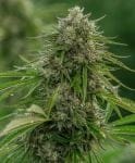 Papaya Candy Fast by Atlas Seed