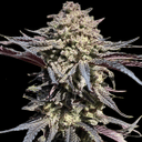 Super Banana Runtz by Atlas Seed