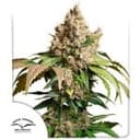 Red Tropicana Cookies Auto Feminized Seeds-DP-RETC-AUTO-FEM