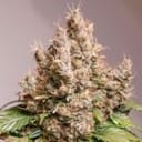 Red Tropicana Cookies Auto Feminized Seeds-DP-RETC-AUTO-FEM