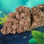 Red Tropicana Cookies Auto Feminised Seeds-DP-RETC-AUTO-FEM