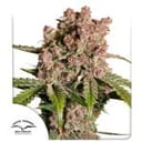 Strawberry Soda Auto by Ducth Passion