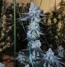 All The Sauces R1 by Ethos Genetics