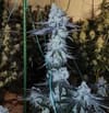 All The Sauces R1 by Ethos Genetics
