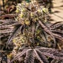M.C. Nuggets R1 by Ethos Genetics