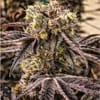 M.C. Nuggets R1 by Ethos Genetics