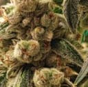 Pluto Cookies IBL Auto by Ethos Genetics