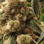 Pluto Cookies IBL Auto by Ethos Genetics