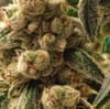 Pluto Cookies IBL Auto by Ethos Genetics