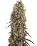 Atomic Blue Dream by Sensi Seeds