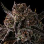 Purple Preserves by Compound Genetics