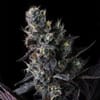 Giggin' Grapes by Compound Genetics