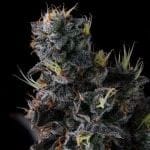 Giggin' Grapes by Compound Genetics