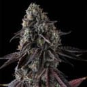 Fruit Riot by Compound Genetics