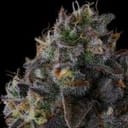 Fruit Riot by Compound Genetics