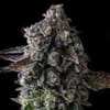 Crystal Chalice by Compound Genetics