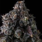 Crystal Chalice by Compound Genetics