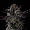 Any Day by Compound Genetics