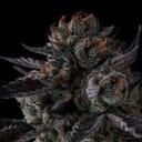 Any Day by Compound Genetics