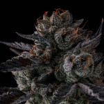 Any Day by Compound Genetics