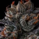 Any Day by Compound Genetics