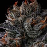 Any Day by Compound Genetics