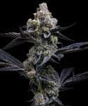 Garlic Cookies by Barney's Farm