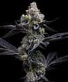 Garlic Cookies by Barney's Farm