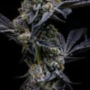 Garlic Cookies by Barney's Farm