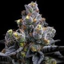 Garlic Cookies by Barney's Farm